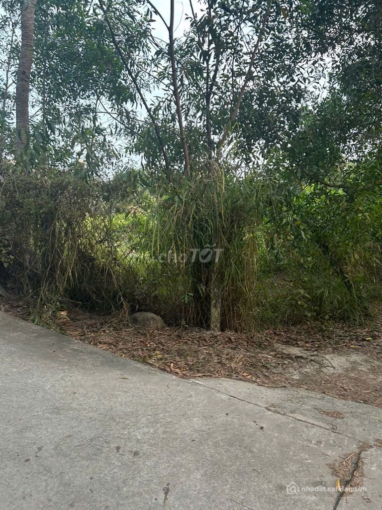 Bán đất nông, lâm nghiệp: 21X61(1305M2) Hẻm Nguyễn Du Tân Phước LaGi Gần Biển Gi