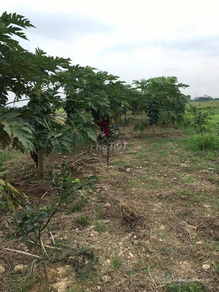 Bán đất thổ cư: Cần bán đất khu đô thị Thiên Mã, xã Cổ Đông Hà Nội,