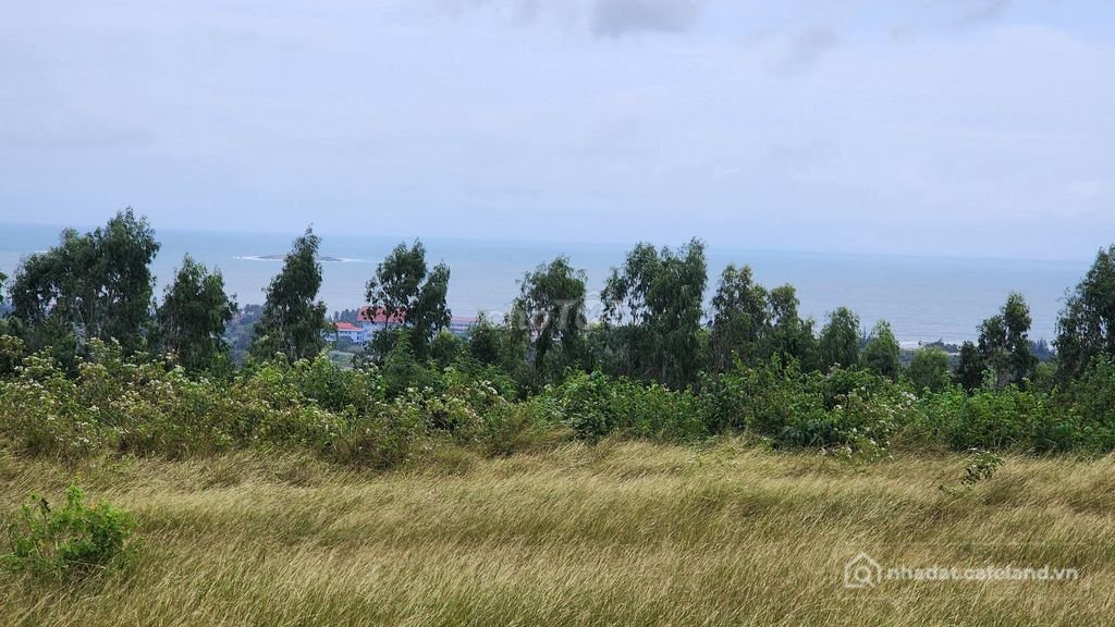 Bán đất nông, lâm nghiệp: Chính chủ cần bán 3,8 ha thành phố Tuy Hòa