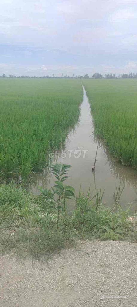 Bán đất nông, lâm nghiệp: Bán đất nông nghiệp Xã Mỹ Phú Đông, Huyện Thoại Sơn, A