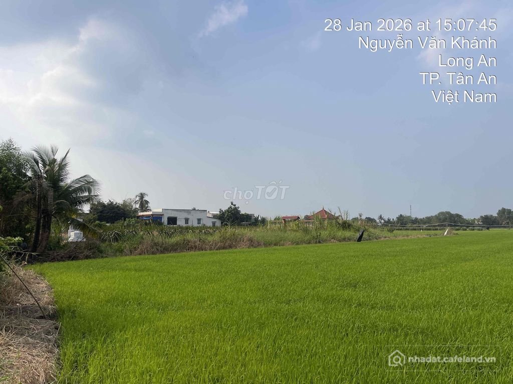 Bán đất nông, lâm nghiệp: Bán đất lúa mặt tiền đường Nguyễn Văn Khánh, TP Tân An