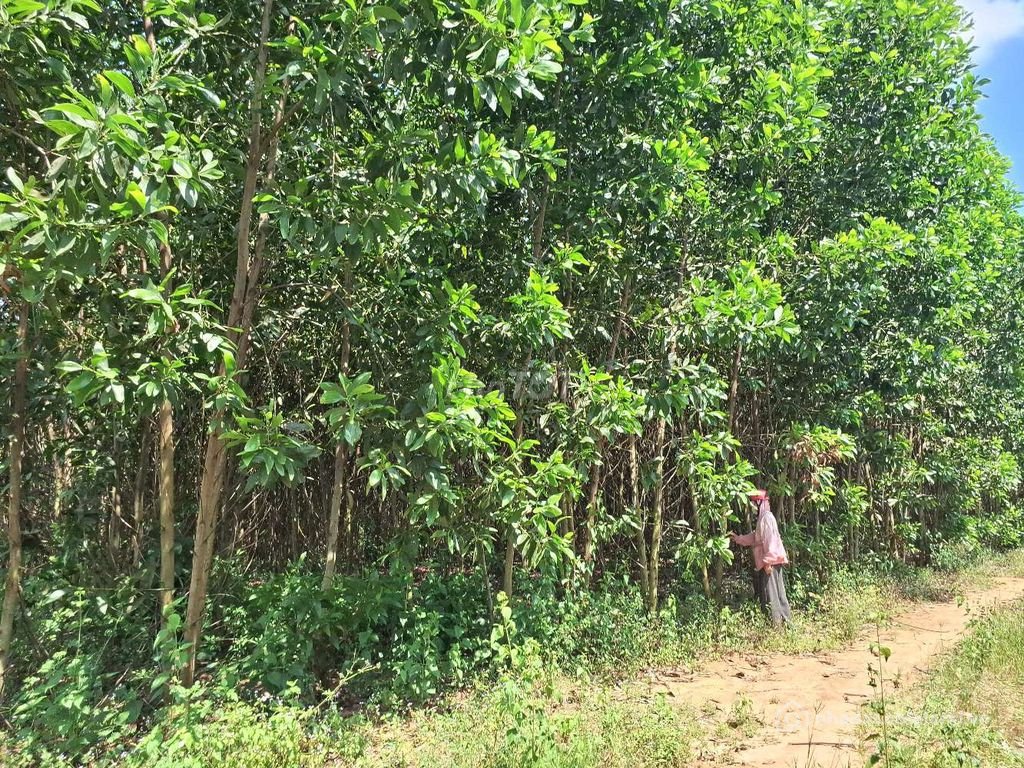 Bán đất nông, lâm nghiệp: Bán đất Xuân Thành Suối Cao Xuân Bắc