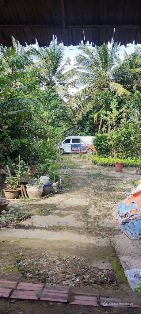 Bán đất nông, lâm nghiệp: Bán đất trồng cây lâu năm và nhà ở khu vực Bến tre