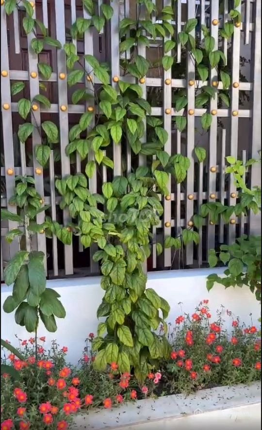 Nhà phố: Cho thuê nhà mặt tiền đường số 6E khu dân cư Sơn Tịnh (577)