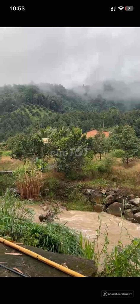 Bán đất nông, lâm nghiệp: Bán 4ha đất sầu riêng đang thu hoạch - đầu Lâm Đồng
