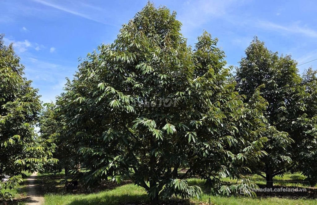 Bán đất nông, lâm nghiệp: Bán đất 16ha sầu riêng Tân Phú Đồng Nai có sổ giá tốt 