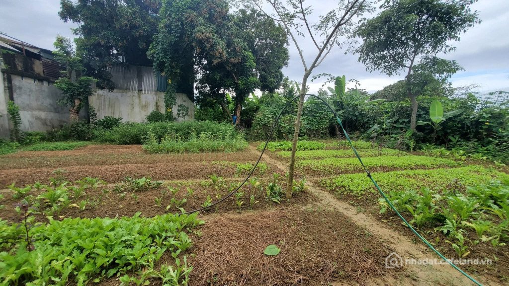 Bán đất thổ cư: CHÍNH CHỦ CẦN BÁN LÔ ĐẤT ĐẸP TẠI THANH XUÂN – THANH HƯNG – ĐIỆN 