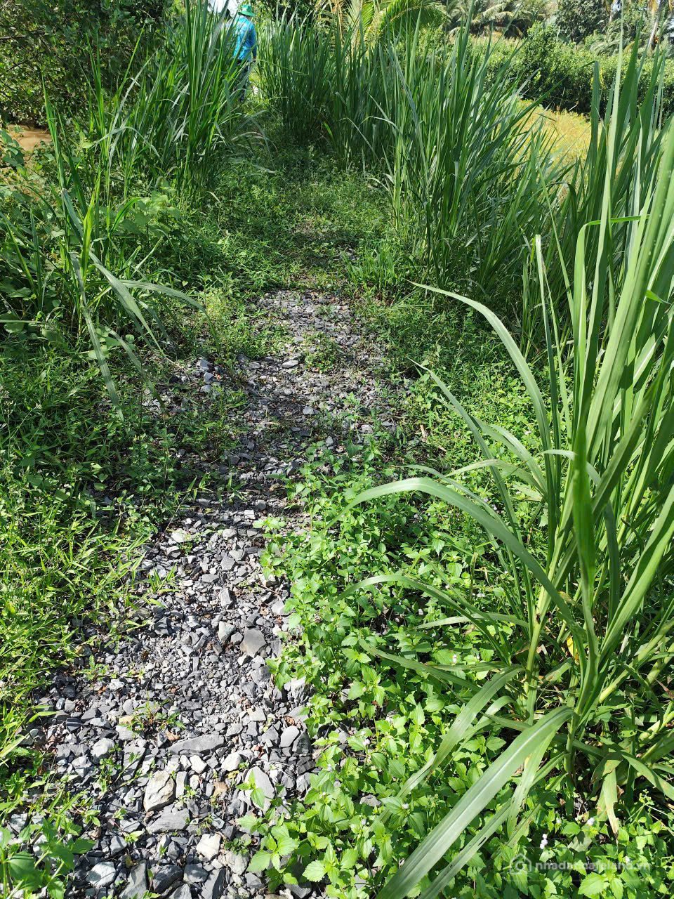 Bán đất thổ cư: ĐẤT ĐẸP GIÁ RẺ – CHÍNH CHỦ CẦN BÁN TẠI Xã Tân Mỹ, Trà Ôn, Vĩnh