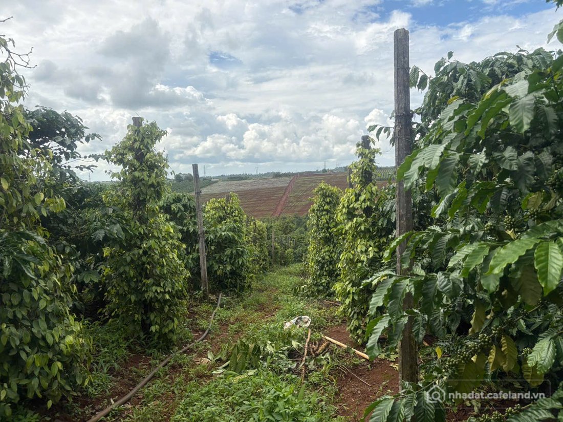 Bán đất thổ cư:  4,3sào đất hẻm chính Vũ Lăng ngay khu dân cư