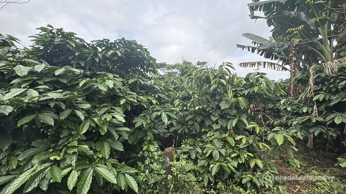 Bán đất thổ cư:  4ha đất trống Ia Hrung gần ngã tư Hồ Chí Minh