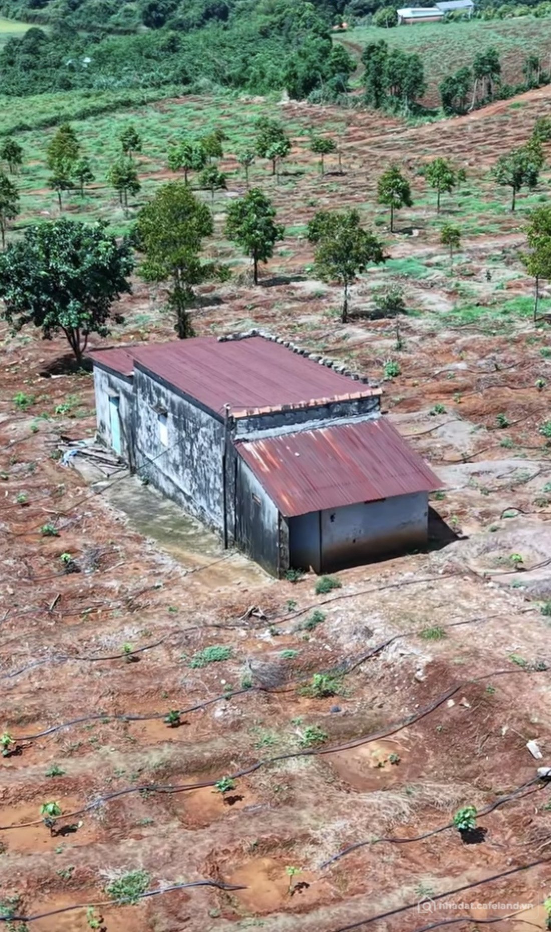 Bán đất thổ cư:  2,7ha cà phê đường nhựa cách Mặt tiền Hồ Chí Minh 300m- chỉ 2t