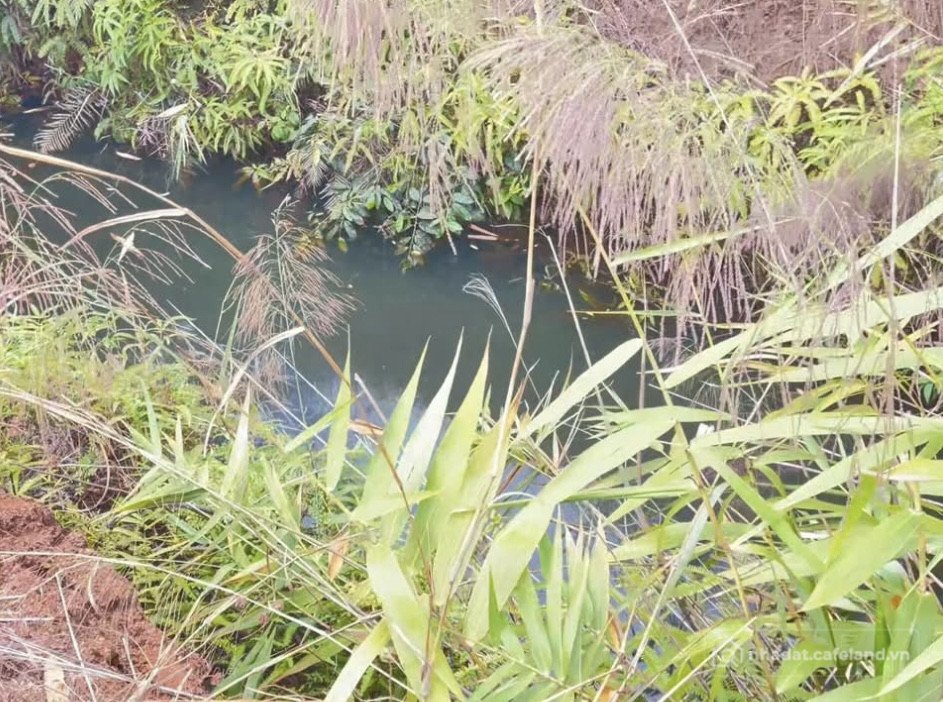 Bán đất thổ cư:  1ha rẫy cà phê mặt tiền Hồ Chí Minh