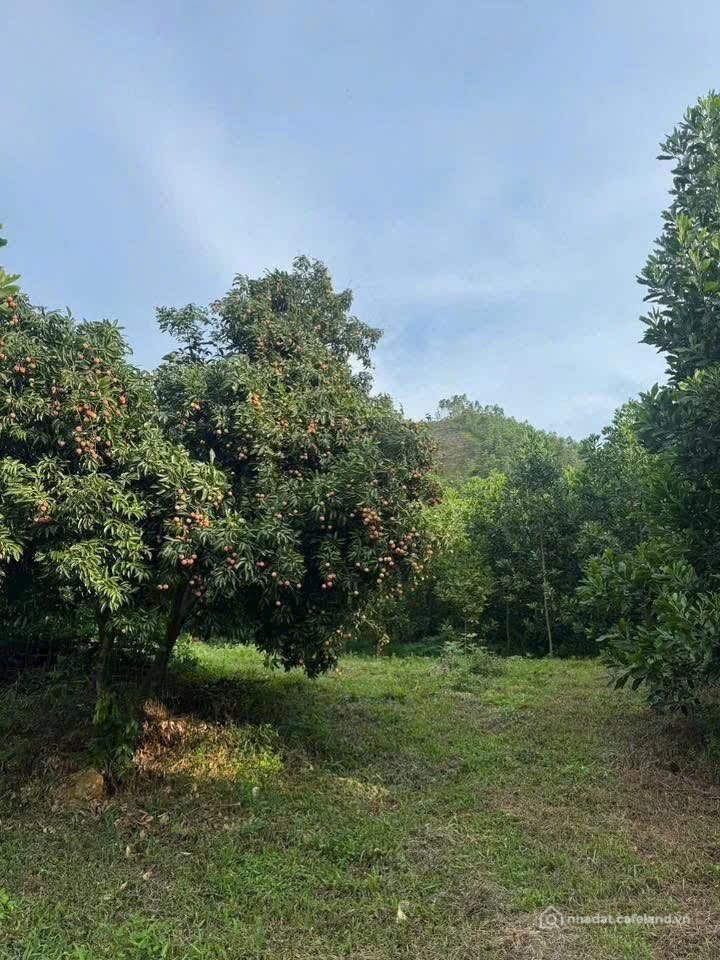 Bán đất thổ cư: CHÍNH CHỦ BÁN ĐẤT TRỒNG CÂY LÂU NĂM – NGỌC THANH / XUÂN HÒA