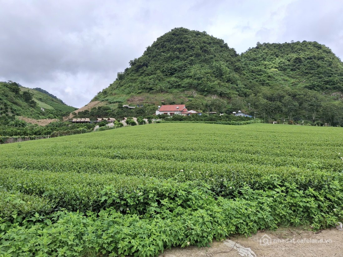 Bán đất thổ cư:  Bán đất view chè Mộc Châu – Gần 1Ha, 600m² thổ cư! 