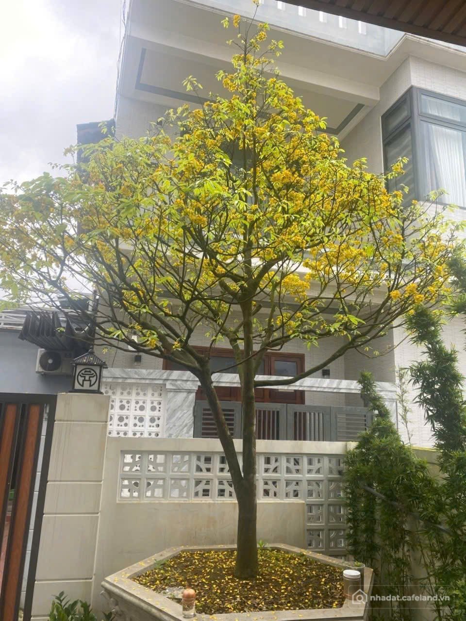 Bán nhà riêng: Bán nhà 3 Tầng Kiệt Hàn Mặc Tử - Vỹ Dạ ,TP Huế. gần cầu đập đá , 