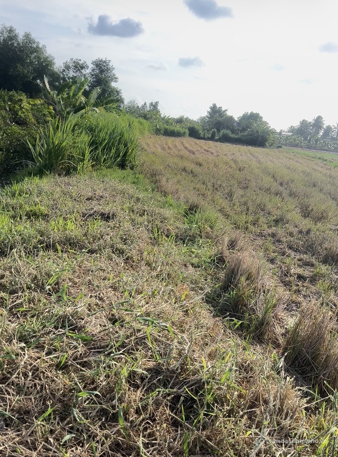 Bán đất thổ cư: Đất lúa ven sông,liền kề khu công nghiệp Bình Đông,gần tuyến đườ