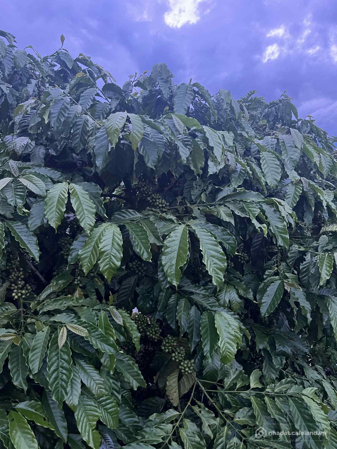 Bán đất thổ cư: Gia đình cần chuyển đổi cần bán nhanh nhà vườn cafe thu mạnh.