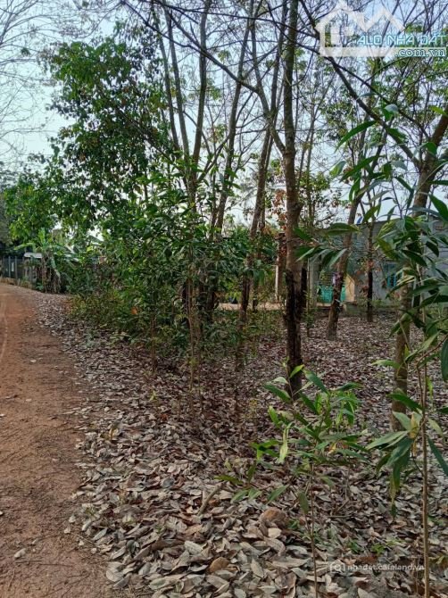 Bán đất nông, lâm nghiệp: Bán đất ấp Thạnh Lộc Xã Thạnh Bình, Huyện Tân Biên tỉn