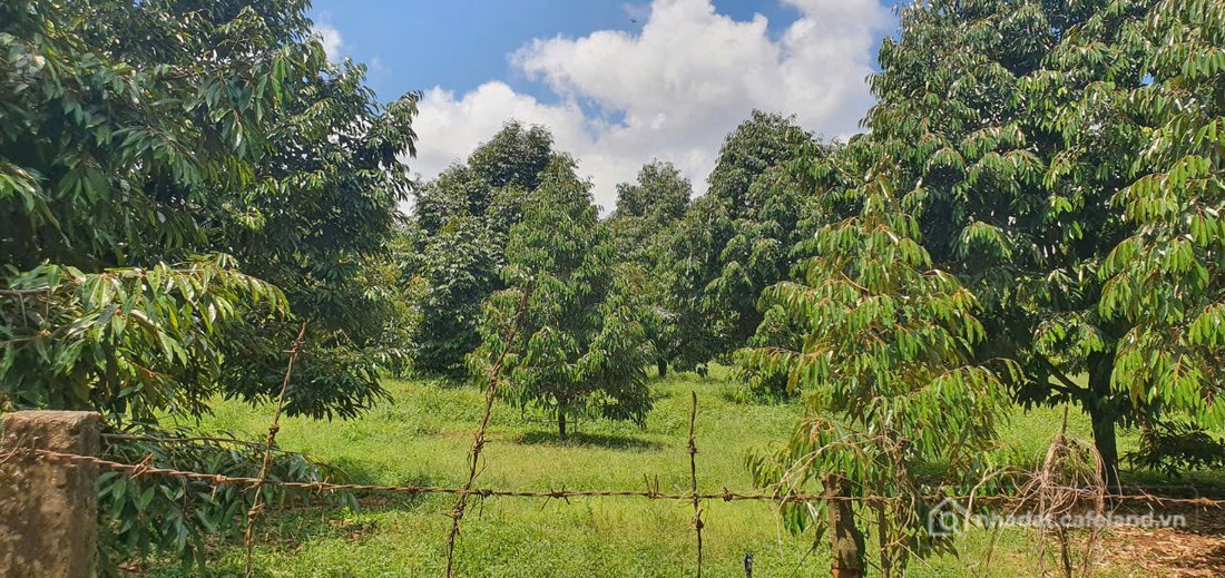 Bán đất thổ cư: Nhà vườn Long Khánh