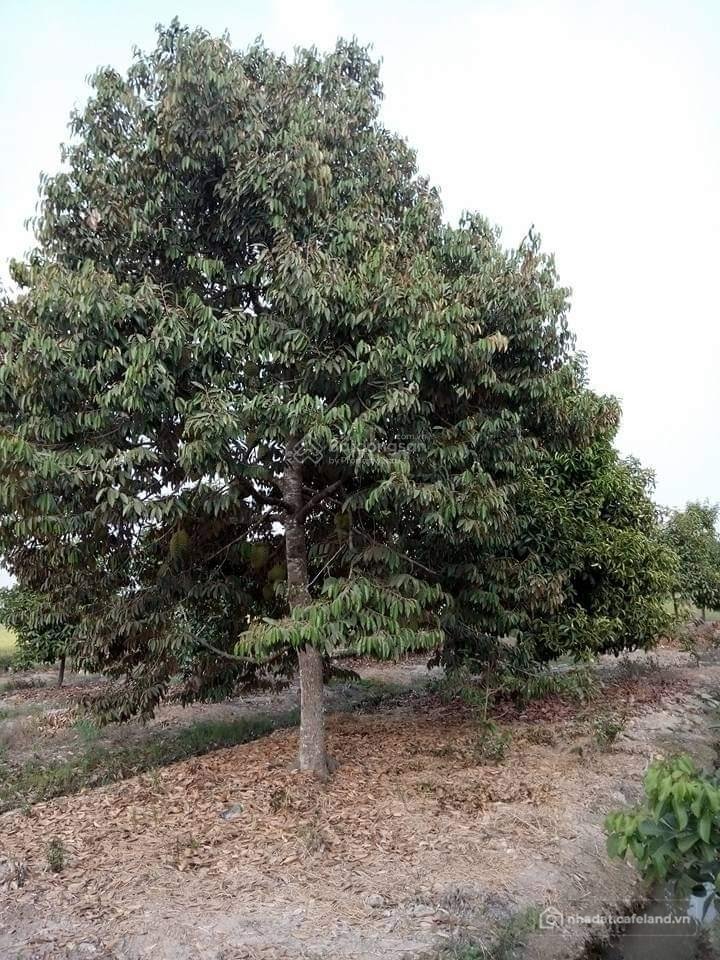 Bán đất thổ cư: Bán đất trồng cây lâu năm xã phú đông, huyện nhơn trạch, đồng na