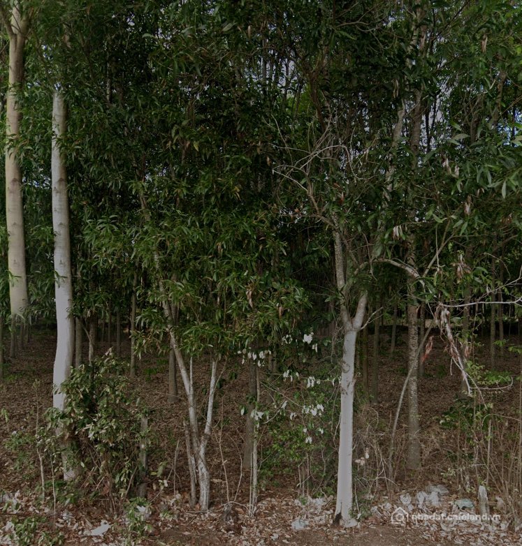 Bán đất thổ cư: Bán đất 2000m² ngang 30m giá 2 tỷ Xã Phước An