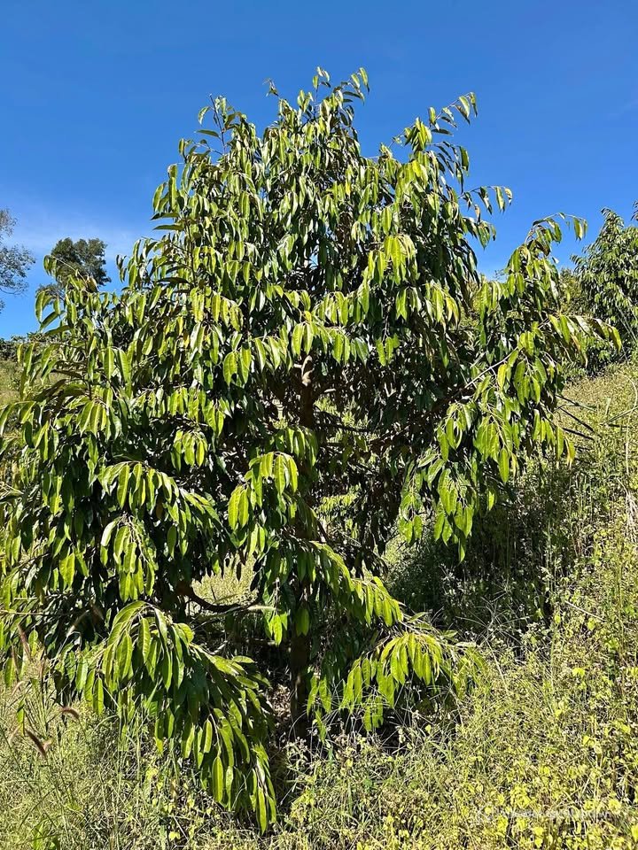 Bán đất thổ cư: Bán vườn 2310m2 mảnh vườn sầu riêng vài năm tuổi cách Đồng Xoài 