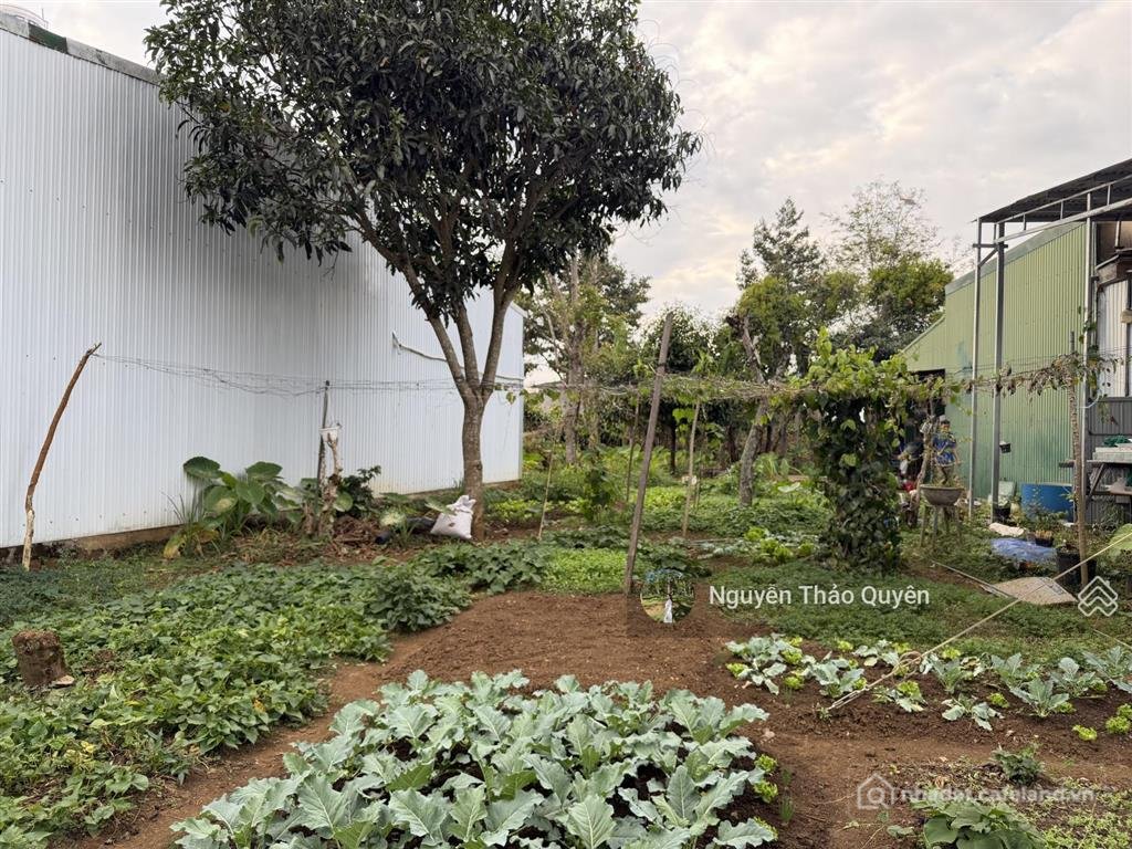 Bán đất thổ cư: 1236m2 hà giang trung tâm phường lộc sơn bảo lộc 27m mặt tiền đư