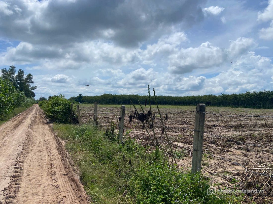 Bán đất thổ cư: Bán 15 mẫu đất CLN ngang 310m giá 19.5 tỷ Xã Hòa Hiệp Tân Biên