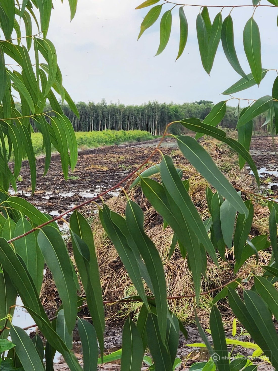 Bán đất thổ cư: GẤP....GẤP....CHÍNH CHỦ BÁN GẤP 16303M2 ĐẤT NÔNG NGHIỆP XÃ THẠNH