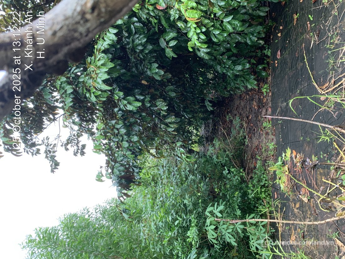 Bán đất thổ cư: Bán nền full thổ cư khu dân cư xã Khánh An . Gần UBND Xã Khánh A