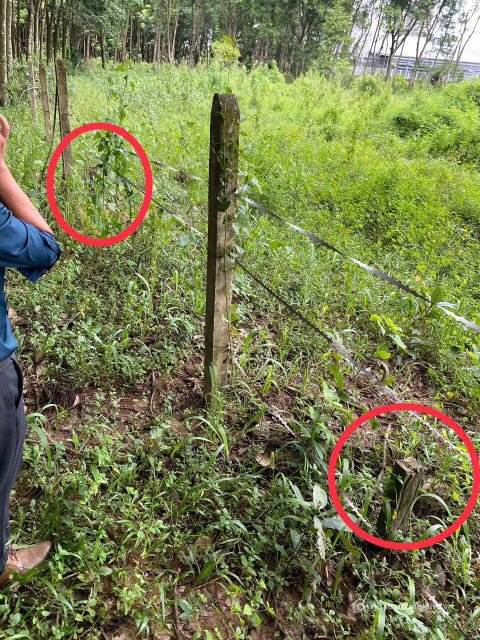 Bán đất thổ cư: kẹt tiền bán lô đất 280m2 ngay Mỹ Phước 3; đã cắm ranh; hỗ trợ v