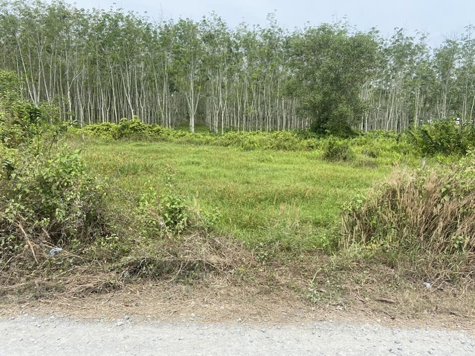 Bán đất thổ cư: Siêu phẩm đất vườn mặt tiền Cao Thị Đậu Phú Mỹ Hưng củ chi