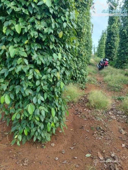 Bán đất thổ cư: CẦN BÁN 2856m2 PHỦ HỒNG,VƯỜN TIÊU TRĨU TRÁI KHU DÂN CƯ KÍN GẦN T