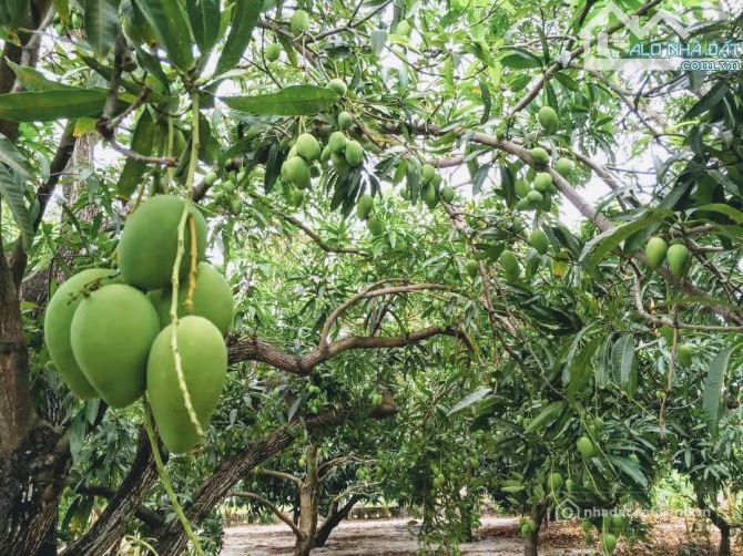 Bán đất thổ cư: TUYỆT PHẨM NHÀ VƯỜN VIEW SÔNG, GẦN BIỂN, GẦN CAO TỐC, KẾ BÊN CÁC