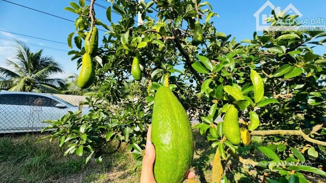 Bán đất thổ cư: BÁN ĐẤT VƯỜN BƠ THỊ TRẤN PHƯỚC HẢI – GẦN BIỂN, SỔ SẴN, THỔ CƯ 80