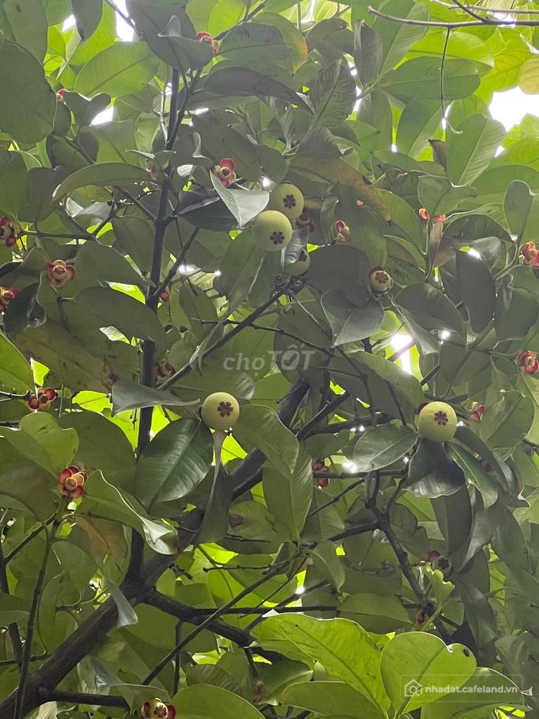 Bán đất nông, lâm nghiệp: Đất vườn chính chủ có sẵn cây ăn trái