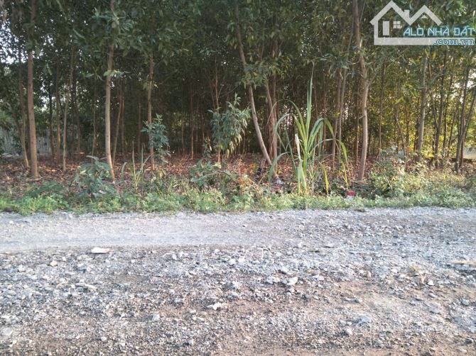 Bán đất nông, lâm nghiệp: Hiếm, gần 600M2 sau Tái Định Cư Hắc Dịch, Phú Mỹ chỉ 1