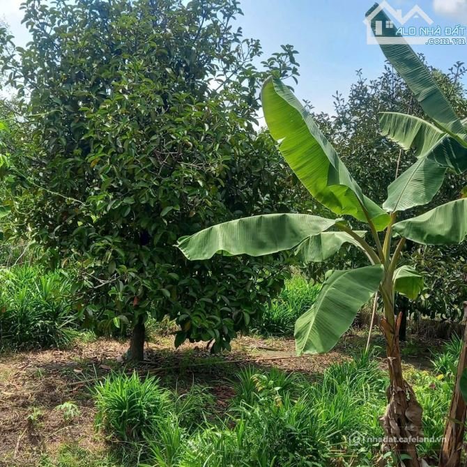 Bán đất thổ cư: Bán vườn trái cây Phường An Tây Bến Cát, Bình Dương cũ 20x62m gi