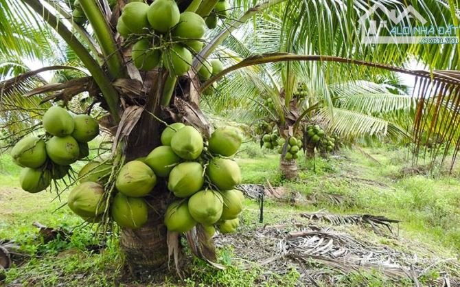 Bán đất thổ cư: LÔ ĐẤT NGHỈ DƯỠNG HIẾM CÓ - 2 MẶT TIỀN - VIEW AO HỒ - VƯỜN DỪA, 