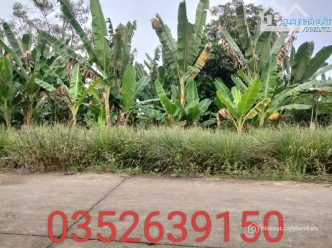 Bán đất thổ cư: Đất đẹp gần Ủy Ban Xã Châu Pha, Phú Mỹ 5*30, 80 Thổ Cư chỉ 950 T