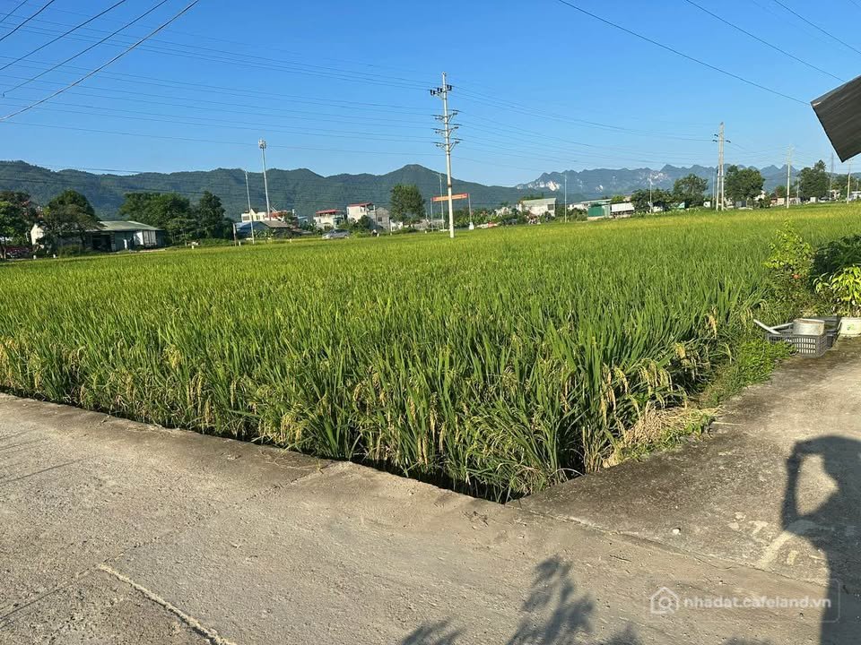 Bán đất thổ cư: Bán đất thổ cư mặt tiền 6m, cách quảng trường 500-700m tại Cao B