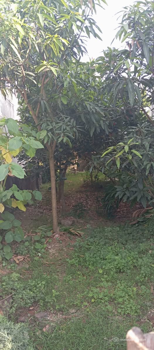 Bán đất thổ cư: Đất vàng trao tay, kinh doanh ngay tại cổng trường tiểu học Nam 