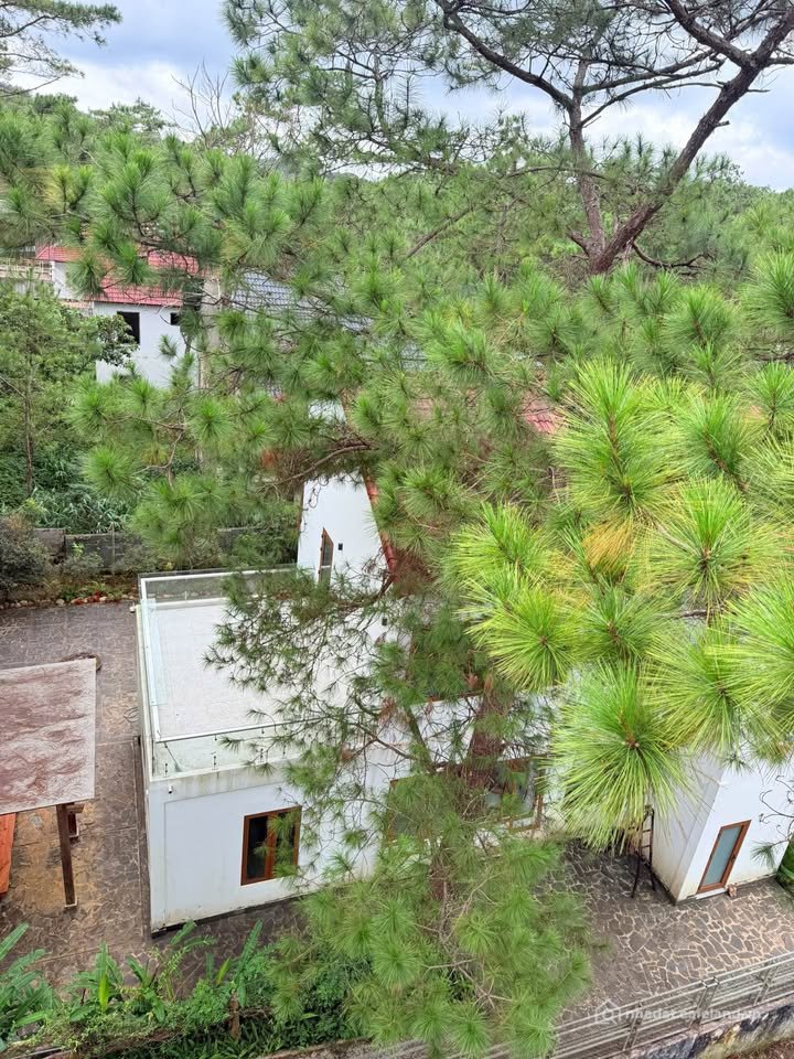 Bán biệt thự: Biệt thự 3 tầng Nguyễn Du, đất vàng 1,100m², săn mây, làm resort, 