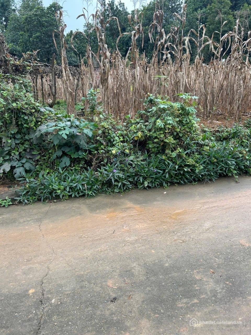 Bán đất thổ cư: Chính chủ bán 94.7m ngay sau đại học Hùng Vương - Việt Trì. LH 0