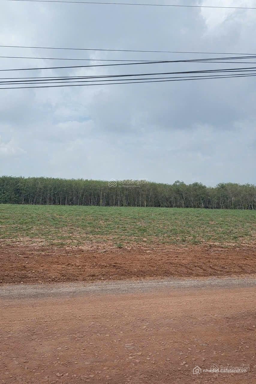 Bán đất thổ cư: Đất Minh Hòa Hồ Chí Minh mặt tiền đường DT giá rẻ cần tìm chủ gấ