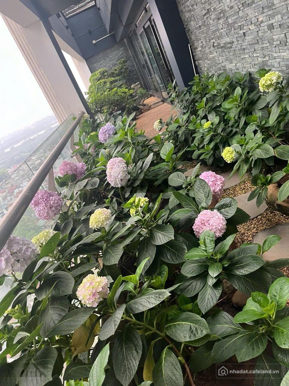 Bán căn hộ chung cư: Bán căn Penthouse AQUA CENTRAL, 500m2 XD, 2 Tầng, View Sông