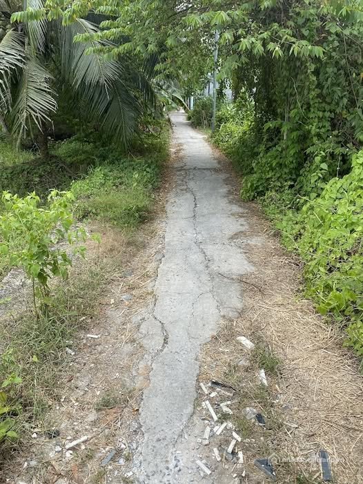 Ảnh đại diện: Đã tìm được các tin rao quanh Giao Long, An Hiệp/Phú Túc, TP Bến Tre cũ…
