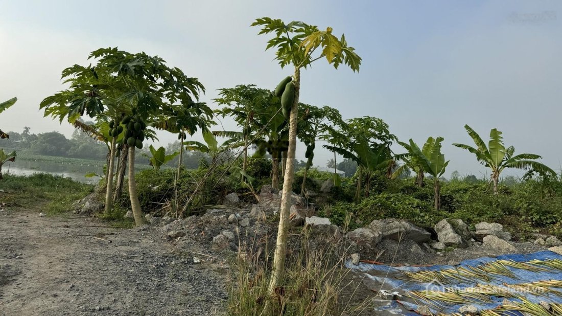 Bán kho, nhà xưởng: Bán đất sạch cụm công nghiệp Mỹ Hiệp - Đồng Tháp - Xây dựng 