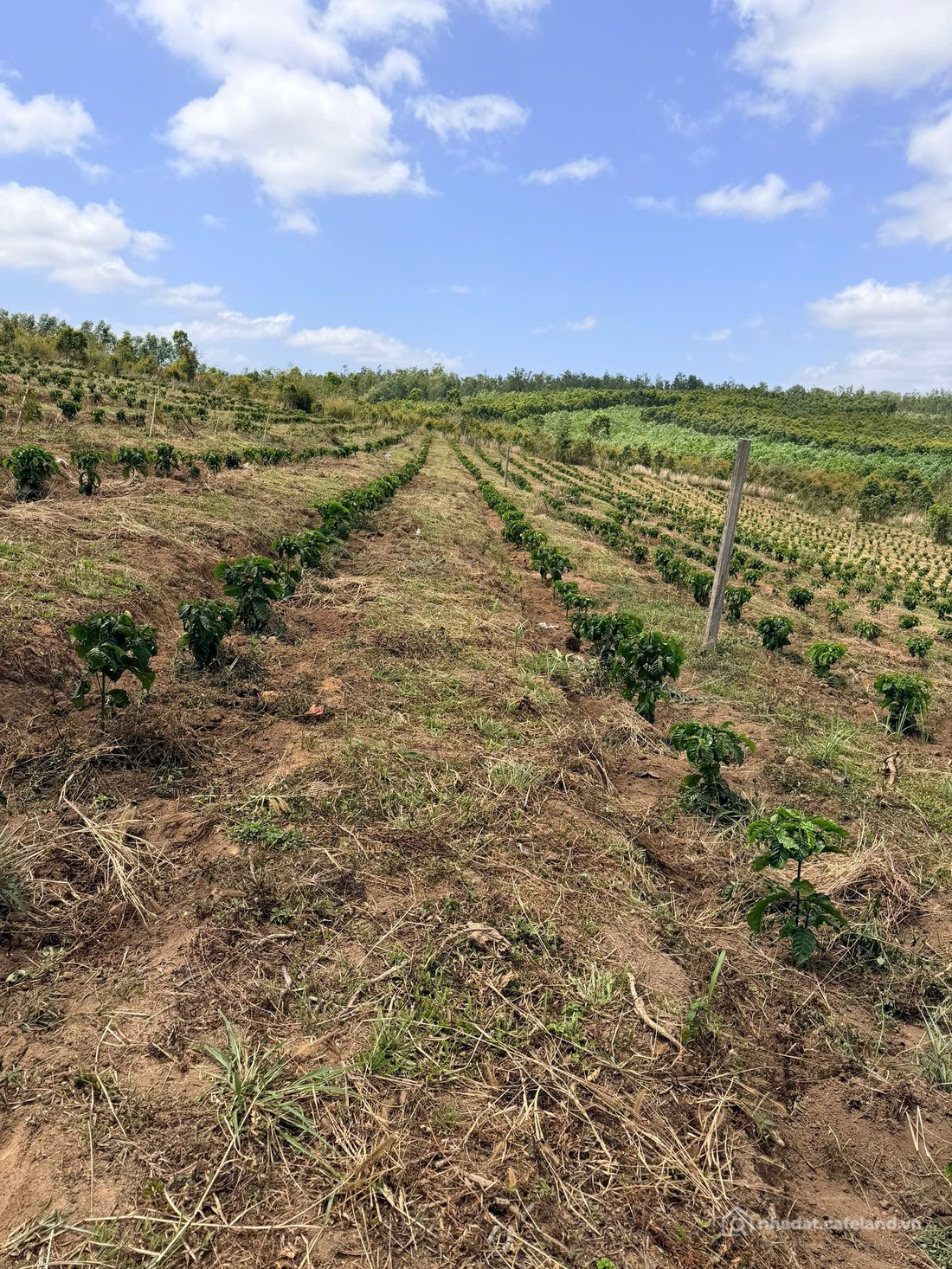 Bán đất thổ cư:  2,5ha đất Đăk Taley , Mang Yang