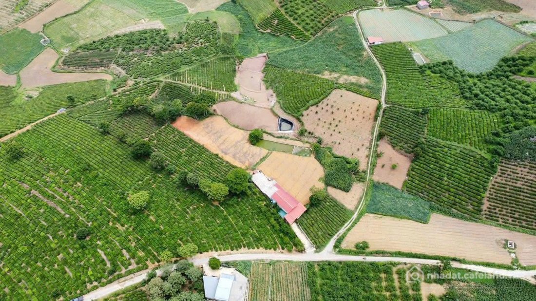 Bán đất thổ cư: ĐẤT ĐẸP MỘC CHÂU - 5000m² (400 THỔ CƯ) - VIEW CHÈ ĐẸP - SẴN AO -
